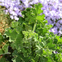 duftpelargonium-torento-3286.jpg
