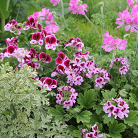 pelargonium-duft-mix-3286-3338.jpg