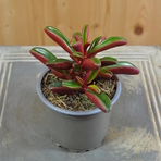 peperomia-graveolens-10-5er-3833-1.jpg
