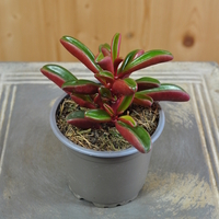 peperomia-graveolens-10-5er-3833-1.jpg