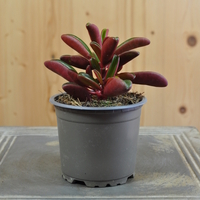 peperomia-graveolens-10-5er-3833-2.jpg