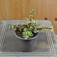 portulacaria-afra-variegata-10-5er-3836-1.jpg