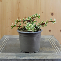 portulacaria-afra-variegata-10-5er-3836-2.jpg