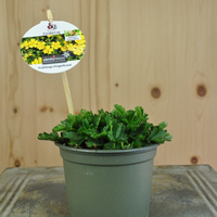 potentilla-verna-floretia-10-5er-3595.jpg