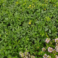 potentilla-verna-floretia-3595.jpg