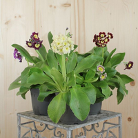 primula-auricula-mix-14er-3031.jpg