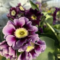 primula-auricula-mix-3031-3737-2-v.jpg