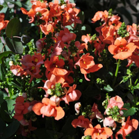 diascia-personata-salmon-3260.jpg