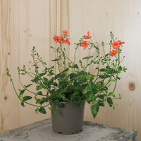 diascia-personata-breezee-orange-12er-1506.jpg