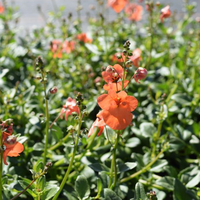 diascia-personata-breezee-orange-1506.jpg