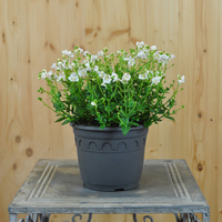 diascia-personata-weiss-14er-3770-1.jpg