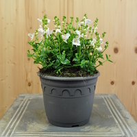 diascia-personata-weiss-14er-3770.jpg