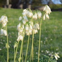 dicentra-formosa-3309.jpg