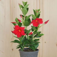 mandevilla-bella-deep-red-14er-3514.jpg
