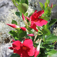 mandevilla-bella-deep-red-3514.jpg