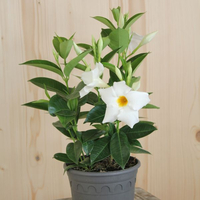 mandevilla-bella-white-14er-3516.jpg