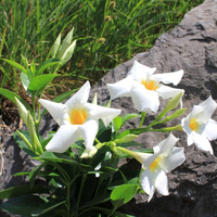 mandevilla-bella-white-3516.jpg