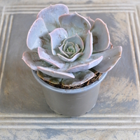 echeveria-pollux-10-5er-3837-1.jpg