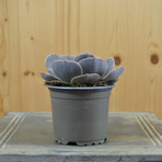echeveria-pollux-10-5er-3837-2.jpg