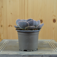 echeveria-pollux-10-5er-3837-2.jpg