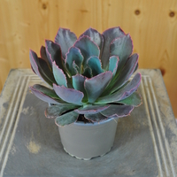 echeveria-purple-dance-10-5er-3829-1.jpg