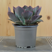 echeveria-purple-dance-10-5er-3829-2.jpg