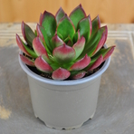 echeveria-red-edge-10-5er-3830-1.jpg