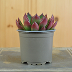 echeveria-red-edge-10-5er-3830-2.jpg