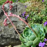 echeveria-elegans-1921.jpg