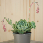 echeveria-elegans-9er-1921.jpg