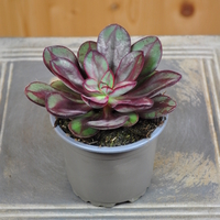 echeveria-nodulosa-benitsukasa-10-5er-3842-1.jpg