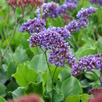 limonium-perezii-purple-parachute-16er-1-3670.jpg
