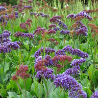 limonium-perezii-purple-parachute-16er-3670-2.jpg