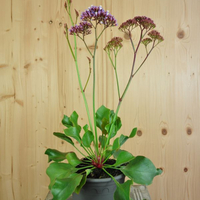 limonium-perezii-purple-parachute-16er-3670.jpg