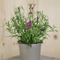 lobelia-erinus-dark-purple-12er-2169.jpg