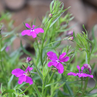 lobelia-purple-2169.jpg
