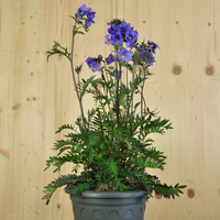 polemonium-bressingham-purple-polbress-21er-3700.jpg