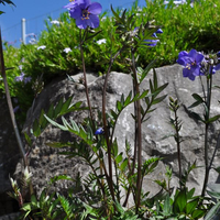 polemonium-bressingham-purple-polbress-3700.jpg