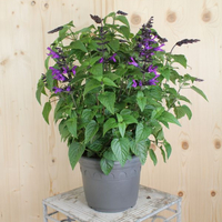 salvia-hybrida-purple-and-bloom-21er-3529.jpg