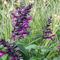 salvia-hybrida-purple-and-bloom-3529.jpg