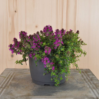 thymus-serpyllum-purple-beauty-14er-2863.jpg