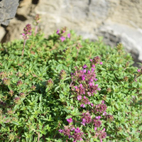 thymus-serpyllum-purple-beauty-2863.jpg