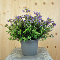 hebe-violet-dream-16er-3476.jpg