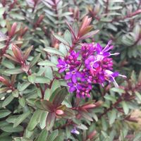 hebe-violet-dream-3476-v.jpg