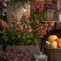 hydrangea-paniculata-diamant-rouge-2771-3433-3447-v.jpg