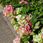 hydrangea-paniculata-diamant-rouge-3433-3447-2771.jpg