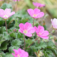 erodium-2913.jpg