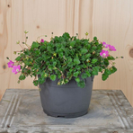 erodium-x-variabile-14er-2913.jpg