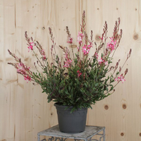 gaura-lindeheimeri-rosyjane-21er-3073.jpg