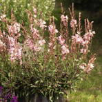 gaura-lindheimeri-rosa-2918-3073-3071.jpg